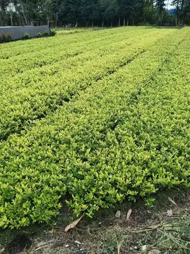 园林绿化工程从入门到精通